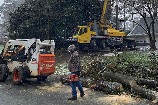 Tree Removal